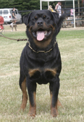 rottweiler with natural tail