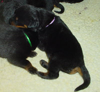newborn rottweiler puppy with natural tail