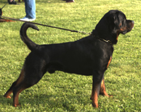 adult rottweiler with natural tail