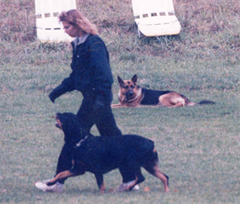 schutzhund_obedience_rottweiler