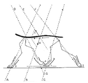 schutzhund_tracking_rottweiler