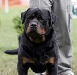 lord von bickesheim
