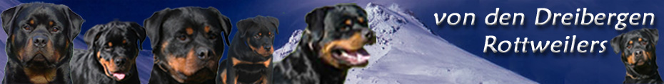 Dreibergen Rottweilers, German Rottweilers, Rottweiler Breeder