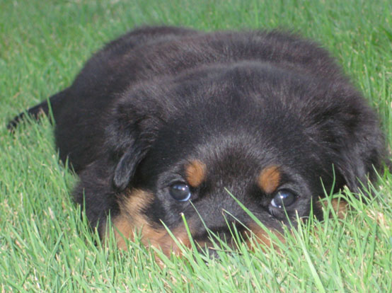 Rottweiler puppy for sale