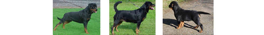 The Truth About Rottweiler Tails