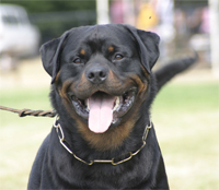 champion rottweiler