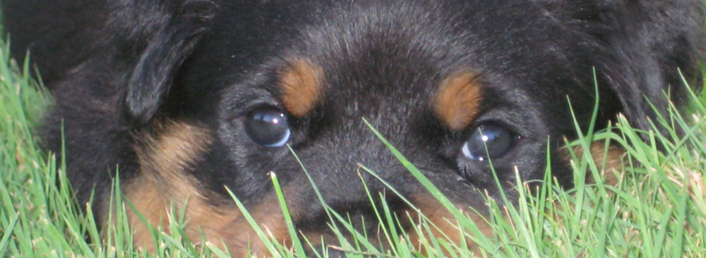 Rottweiler Puppy