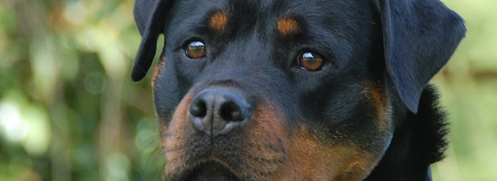 German Import Rottweiler