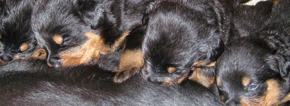 Rottweiler Litter