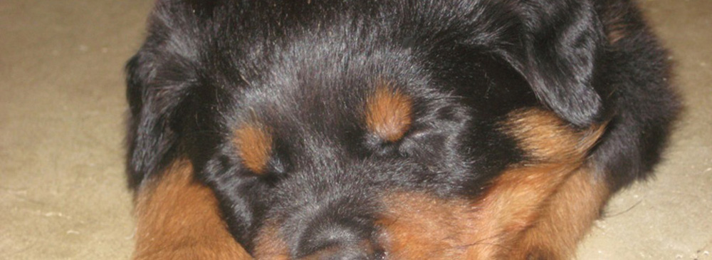 Rottweiler Breeder