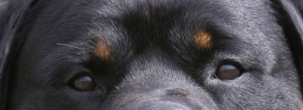 Rottweiler Picture